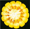 ISU48R5EarCrossSection.gif (108098 bytes)